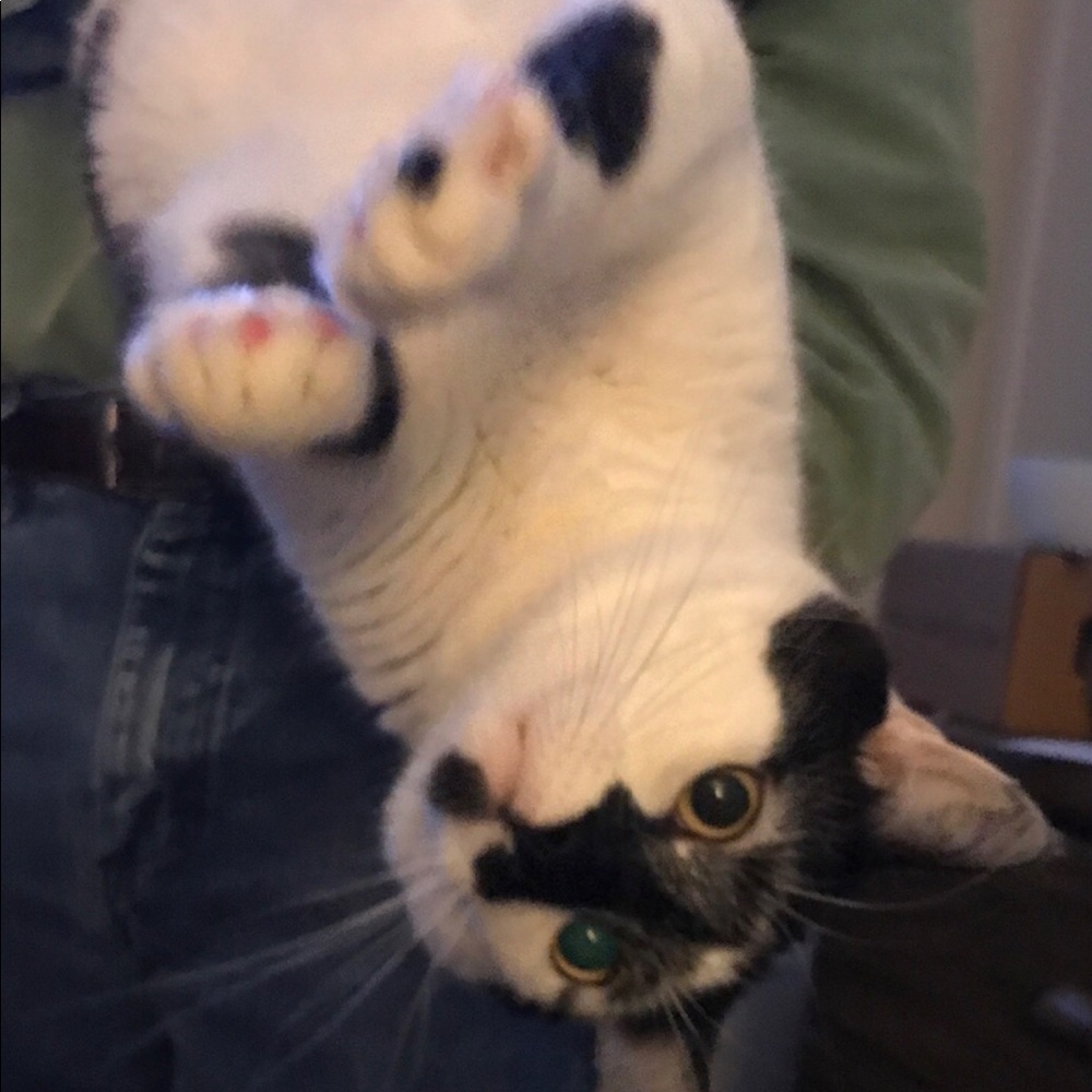 Meet your Posher, Toni